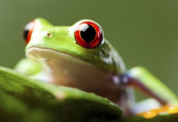 Red eyed tree frog on a leaf