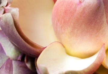 Macro photography of flower petals